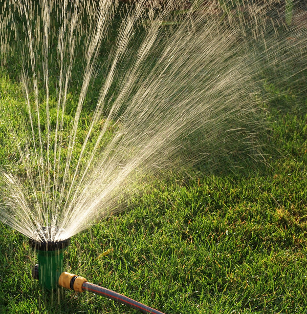 ⋆How To: Water Zoysia Plugs⋆ - ZoysiaPlug.com